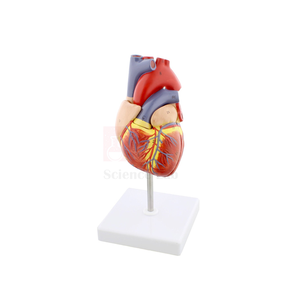 Human Heart Model